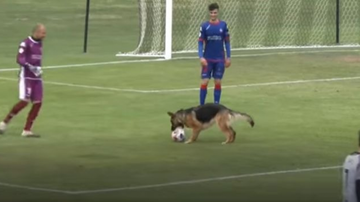 Illustration : "Un chien espiègle fait irruption dans le stade et surprend les joueurs en participant au match de football ! (Vidéo)"