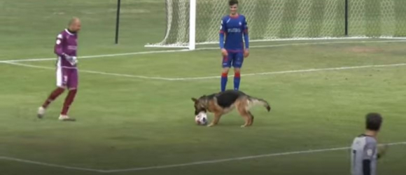 Illustration : "Un chien espiègle fait irruption dans le stade et surprend les joueurs en participant au match de football ! (Vidéo)"