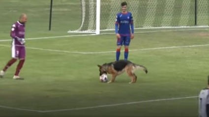 Illustration : Un chien espiègle fait irruption dans le stade et surprend les joueurs en participant au match de football ! (Vidéo)