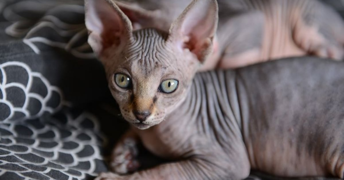 Le Chat Sans Poil Quels Sont Ses Besoins Specifiques Et Comment En Prendre Soin