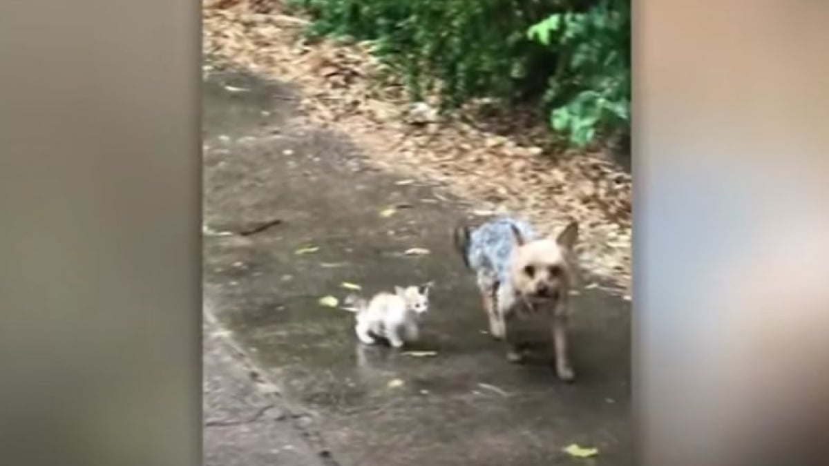 Illustration : "Une famille surprise lorsqu’elle découvre que son chien a sauvé et ramené un chaton abandonné sous la pluie (vidéo)"