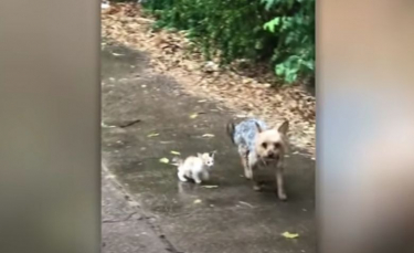 Illustration : "Une famille surprise lorsqu’elle découvre que son chien a sauvé et ramené un chaton abandonné sous la pluie (vidéo)"