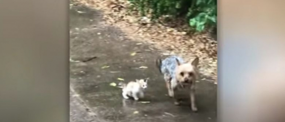 Illustration : "Une famille surprise lorsqu’elle découvre que son chien a sauvé et ramené un chaton abandonné sous la pluie (vidéo)"