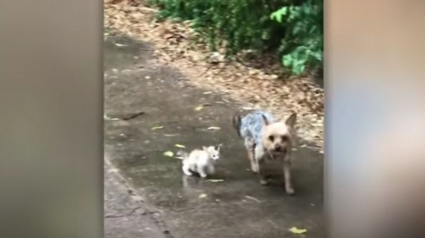 Illustration : Une famille surprise lorsqu’elle découvre que son chien a sauvé et ramené un chaton abandonné sous la pluie (vidéo)