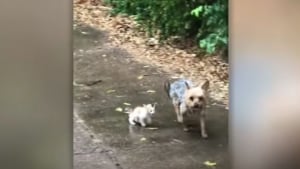 Illustration : "Une famille surprise lorsqu’elle découvre que son chien a sauvé et ramené un chaton abandonné sous la pluie (vidéo)"
