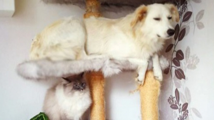 Illustration : 18 photos amusantes de chiens qui se comportent comme des chats