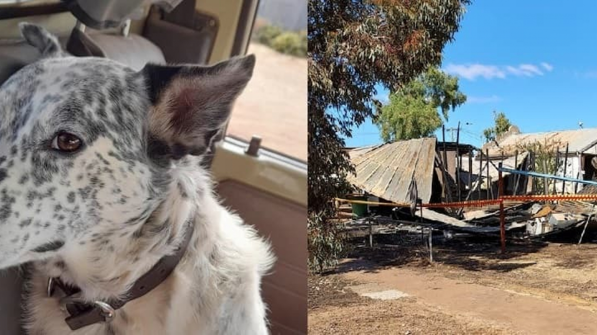 Illustration : "Une chienne senior saute sur son maître et aboie pour le réveiller, alors que les flammes envahissent sa maison"