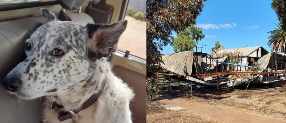 Illustration : "Une chienne senior saute sur son maître et aboie pour le réveiller, alors que les flammes envahissent sa maison"