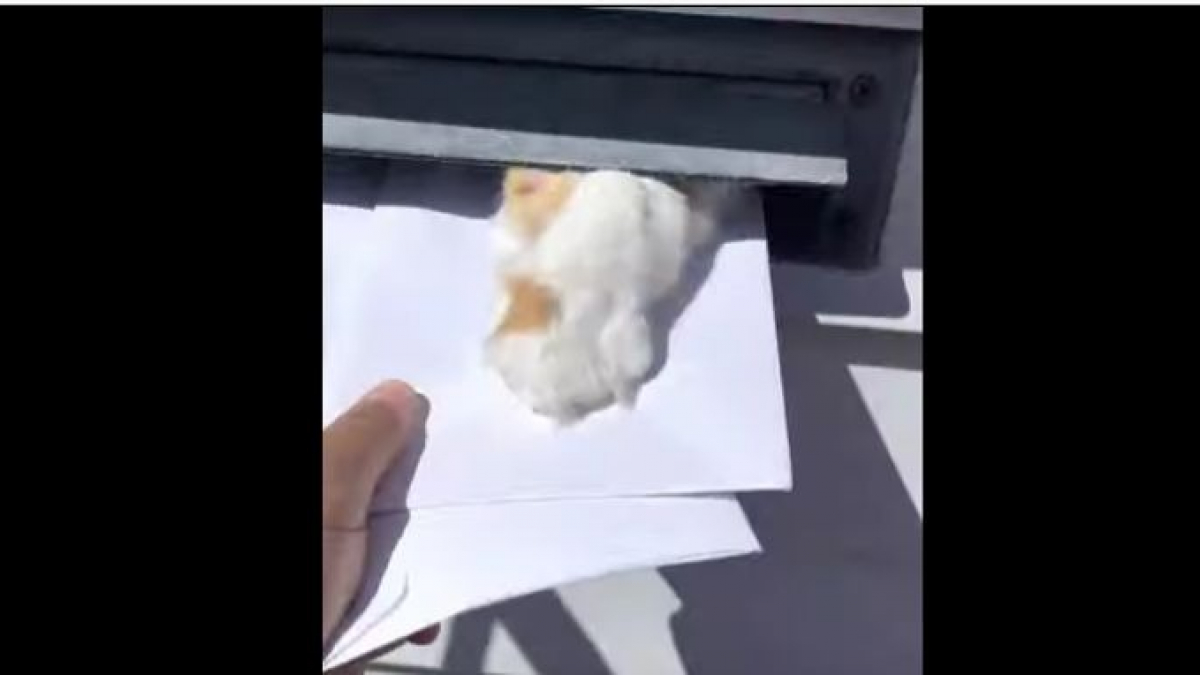 Illustration : "Ce chat taquin amuse toujours le facteur en l’empêchant de livrer le courrier ! (Vidéo)"