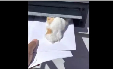Illustration : "Ce chat taquin amuse toujours le facteur en l’empêchant de livrer le courrier ! (Vidéo)"