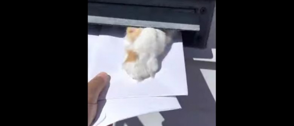 Illustration : "Ce chat taquin amuse toujours le facteur en l’empêchant de livrer le courrier ! (Vidéo)"