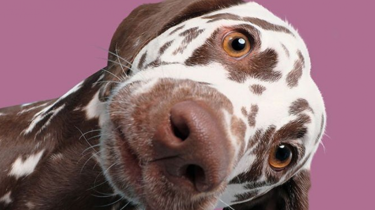 Illustration : "17 magnifiques portraits de chiens attentifs à leur propriétaire"