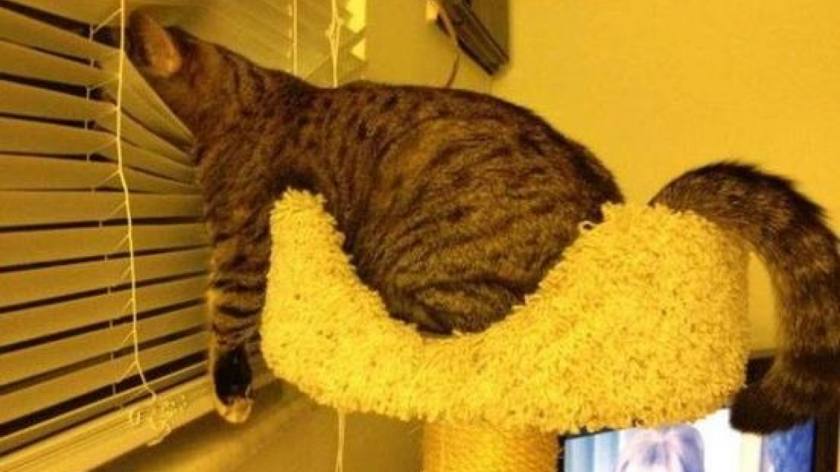 Illustration : "20 photos de chats fatigués et prêts à s’endormir n’importe où"