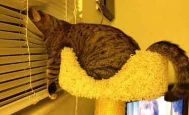Illustration : "20 photos de chats fatigués et prêts à s’endormir n’importe où"