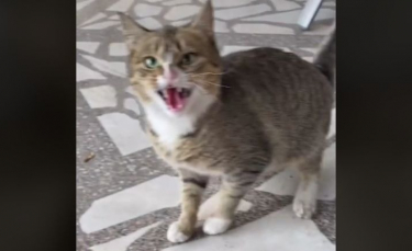 Illustration : "Une étudiante fait tout pour venir en aide à un chat errant terrifié par les humains (vidéo)"