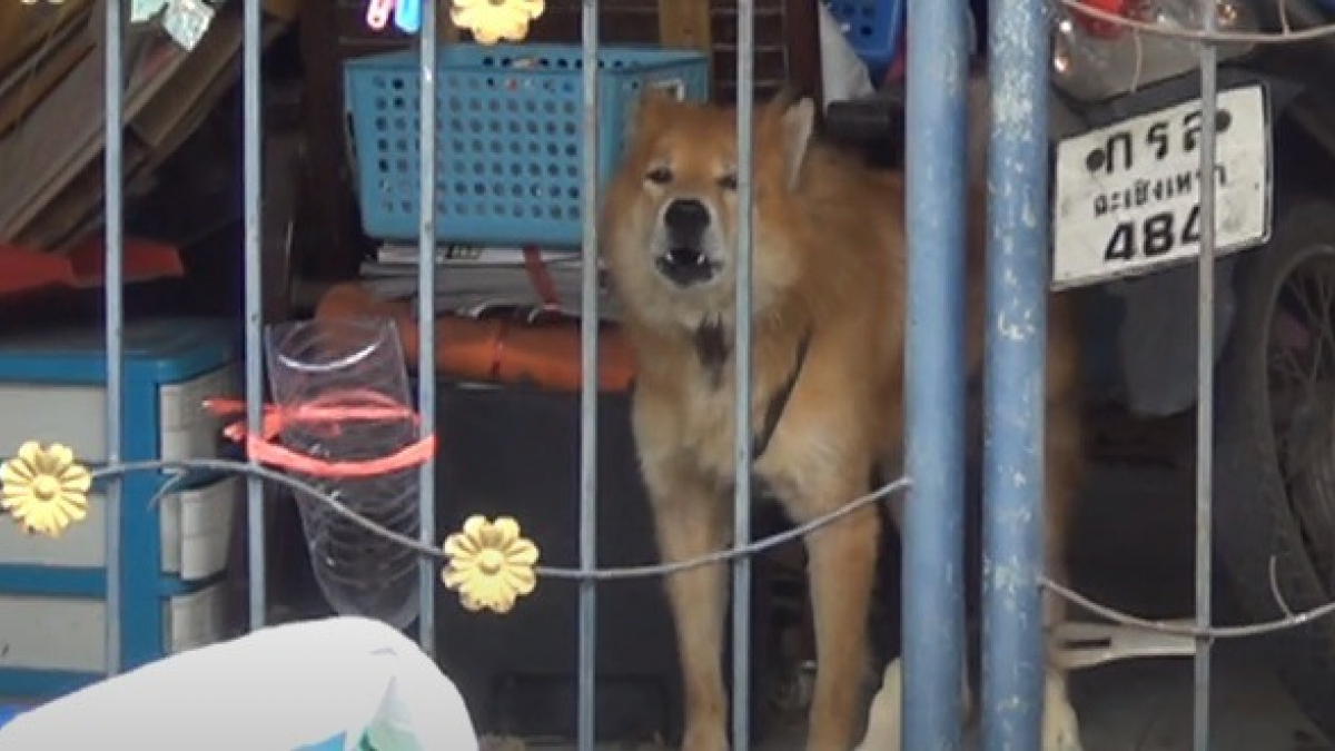 Illustration : "Un chien attend désespérément dans le garage, le retour de son maître décédé de la COVID-19 il y a plus de 2 semaines"