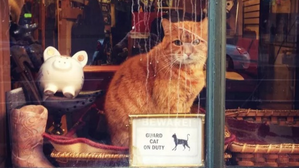 Illustration : "20 chats aimant faire du lèche-vitrine"