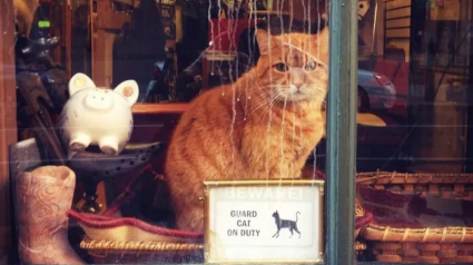 Illustration : 20 chats aimant faire du lèche-vitrine