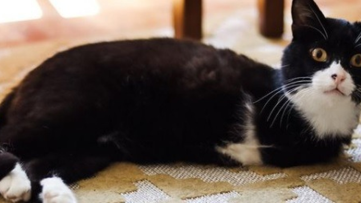 Illustration : "Une femme promeut sur Instagram l’adoption des animaux nécessitant des soins spéciaux grâce à son chat à 2 pattes"