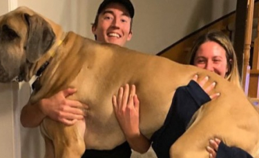 Illustration : "Un couple amusé par le côté froussard de leur chien géant, dont il espérait en faire un bon gardien"