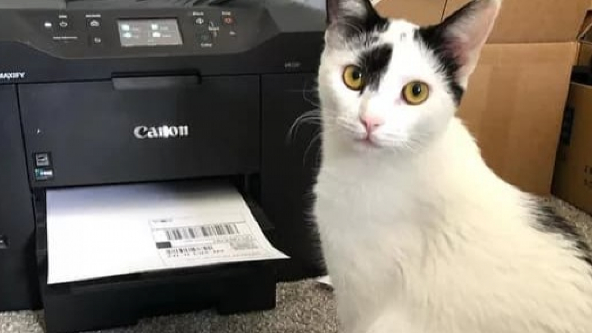 Illustration : "15 photos de chats intrigués par les imprimantes"