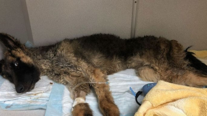 Illustration : Un chiot en mauvaise santé retrouvé dans un sac-poubelle, essaye de se remettre de la négligence qu’il a endurée