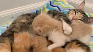 Illustration : Des bénévoles à la rescousse d’une jeune chatte affaiblie et de ses 2 portées de chatons affamés