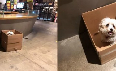 Illustration : "20 photos adorables de chiens accros à leur boîte en carton"