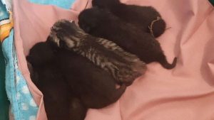 Illustration : Des pompiers lancent une opération de sauvetage pour récupérer des chatons nés dans une cheminée