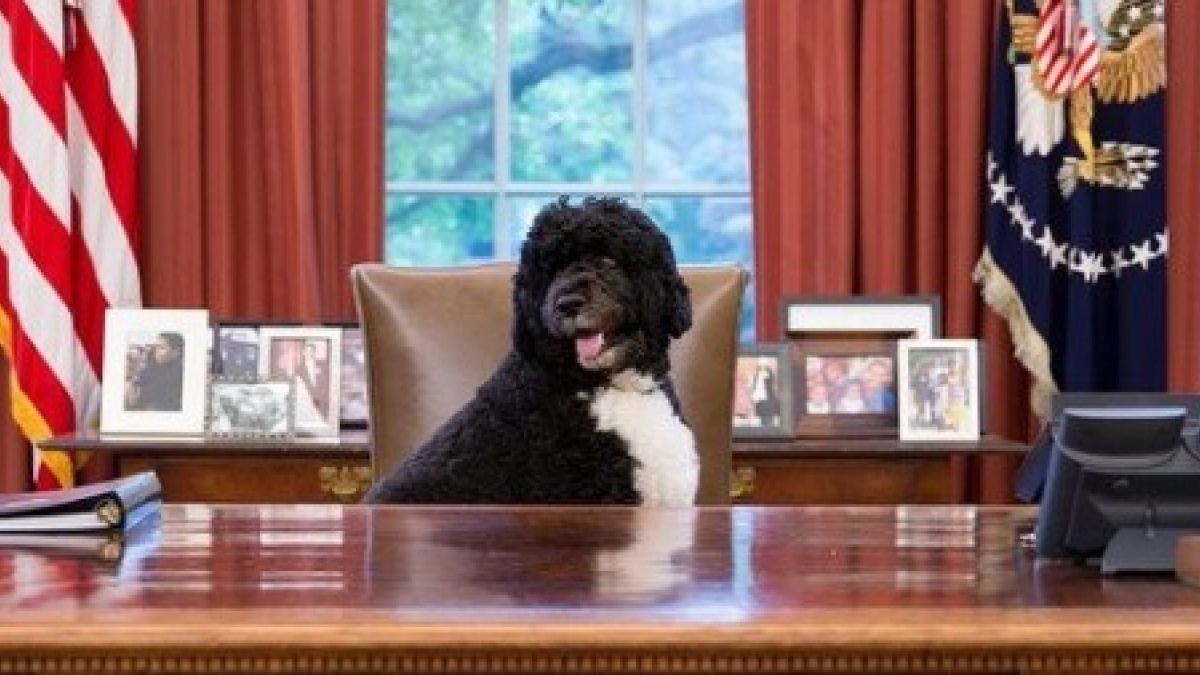 Illustration : "Bo, le célèbre chien des Obama, est décédé. La famille de l’ancien président américain lui rend hommage"