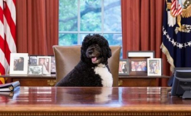 Illustration : "Bo, le célèbre chien des Obama, est décédé. La famille de l’ancien président américain lui rend hommage"