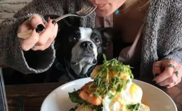 Illustration : "15 chiens gourmands convoitant le repas de leur propriétaire"