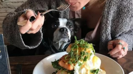 Illustration : 15 chiens gourmands convoitant le repas de leur propriétaire
