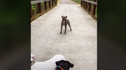 Illustration : Un chien errant et en détresse se présente à une famille en promenade dans l’espoir d’être sauvé (vidéo)