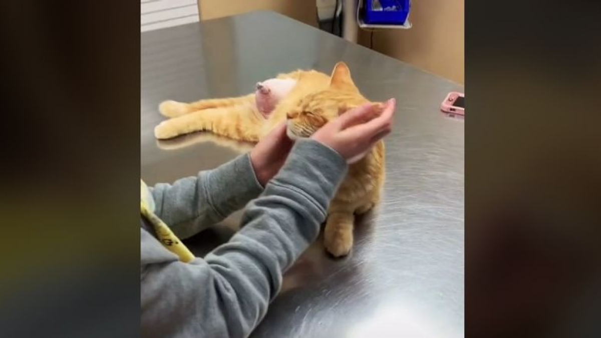 Illustration : "Un chat errant et gravement blessé est amené chez un vétérinaire pour être euthanasié. Mais le destin en a décidé autrement (vidéo)"