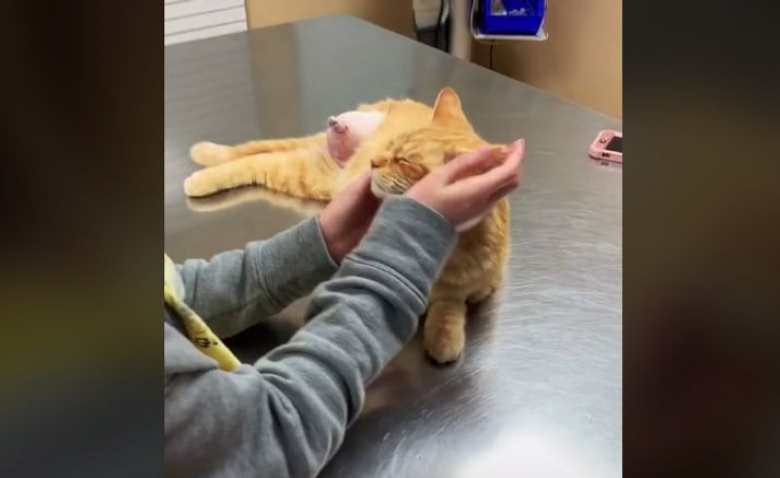 Un Chat Errant Et Gravement Blesse Est Amene Chez Un Veterinaire Pour Etre Euthanasie Mais Le Destin En A Decide Autrement Video