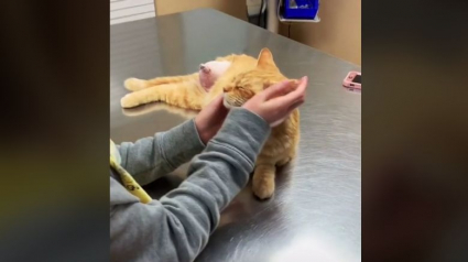 Illustration : Un chat errant et gravement blessé est amené chez un vétérinaire pour être euthanasié. Mais le destin en a décidé autrement (vidéo)