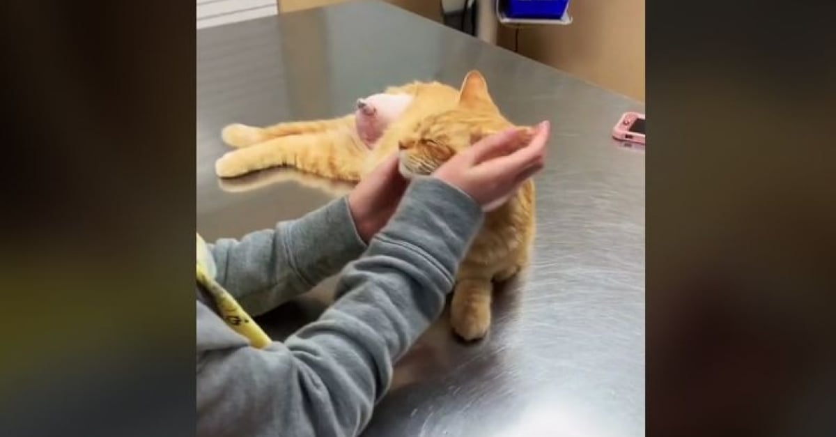 Un Chat Errant Et Gravement Blesse Est Amene Chez Un Veterinaire Pour Etre Euthanasie Mais Le Destin En A Decide Autrement Video