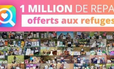 Illustration : "YouCare, le moteur de recherche caritatif, a atteint le million de repas offerts aux animaux des refuges"