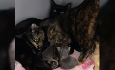 Illustration : "2 sœurs félines partageant un lien unique décident d’élever leurs chatons ensemble"