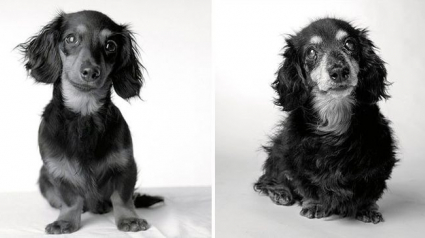 Illustration : 13 photos magnifiques et touchantes illustrant le vieillissement des chiens