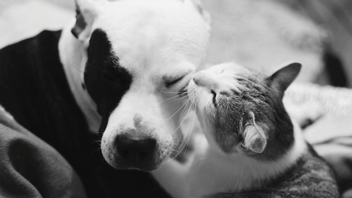 Illustration : "16 photos immortalisant la tendre amitié entre un American Staffordshire Terrier et des chats"