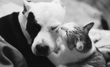 Illustration : "16 photos immortalisant la tendre amitié entre un American Staffordshire Terrier et des chats"