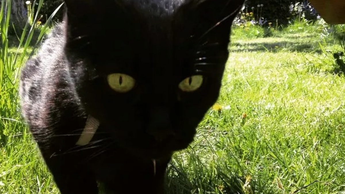 Illustration : "15 photos mettant en valeur la beauté des chats noirs"