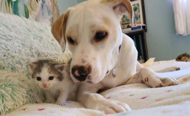 Illustration : "Une chienne bienveillante apporte son aide à un chaton maigre et sans force recueilli par sa propriétaire"