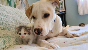 Illustration : Une chienne bienveillante apporte son aide à un chaton maigre et sans force recueilli par sa propriétaire