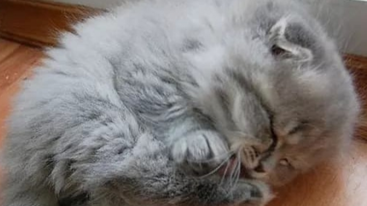 Illustration : "14 photos craquantes de chatons endormis"