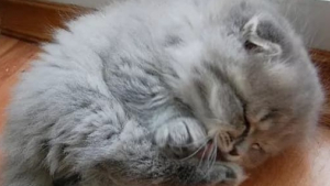 Illustration : 14 photos craquantes de chatons endormis