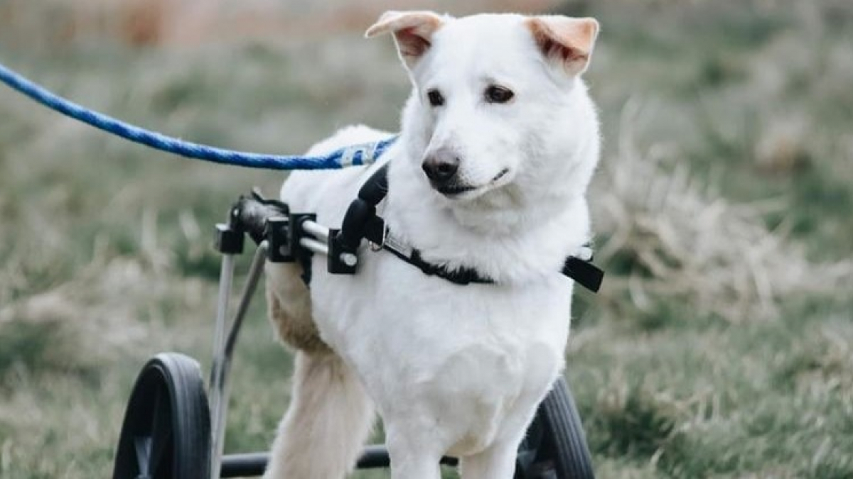 Illustration : "Une association caritative bien décidée à créer un centre de réadaptation et d’adoption pour les chiens handicapés"