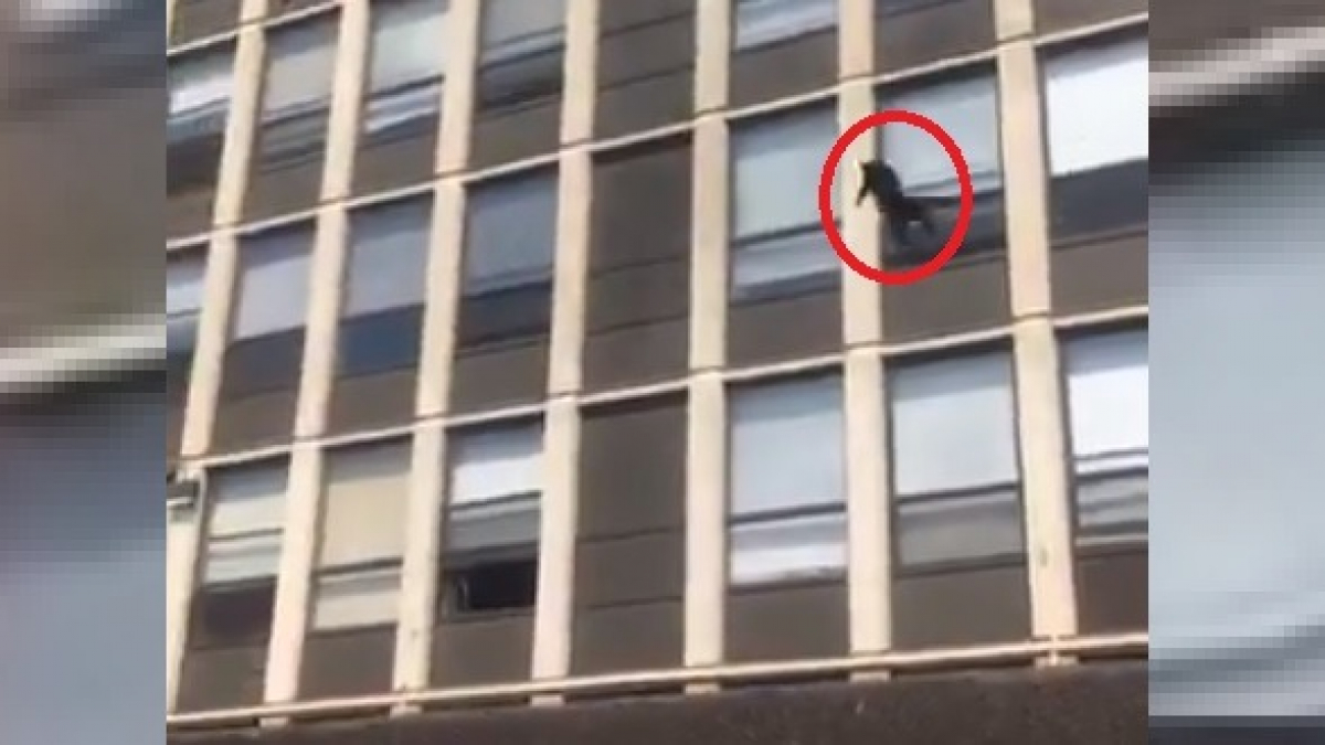 Illustration : "La vidéo sidérante d'un chat sautant de la fenêtre du 5e étage pour échapper aux flammes !"